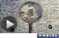 ガラス玉に卵認識フェロモンを塗ってえさ場に置いたところ、働きアリは卵と勘違いして運び出す(松浦准教授提供)