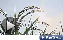 千葉県内の３市のコメから放射性物質は検出されなかった（テレビ東京）