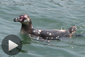 東京湾を泳ぐペンギン。葛西臨海水族園（東京都江戸川区）から逃げ出す